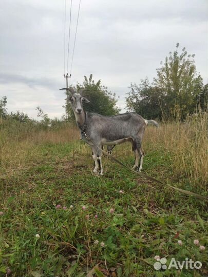 Коза и козлята