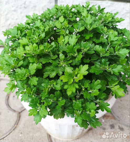 Инвестируй с нами от 1% в сутки с гарантией