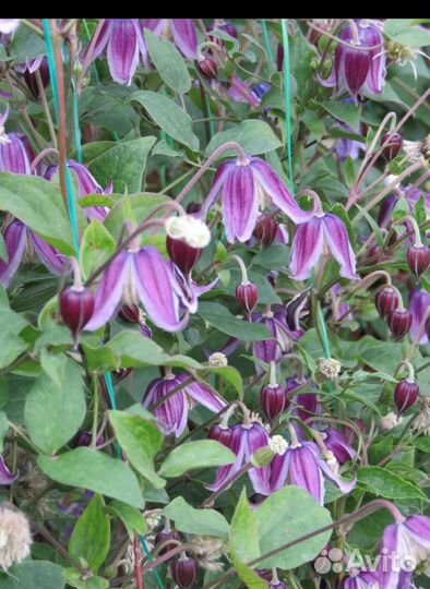 Саженцы клематиса