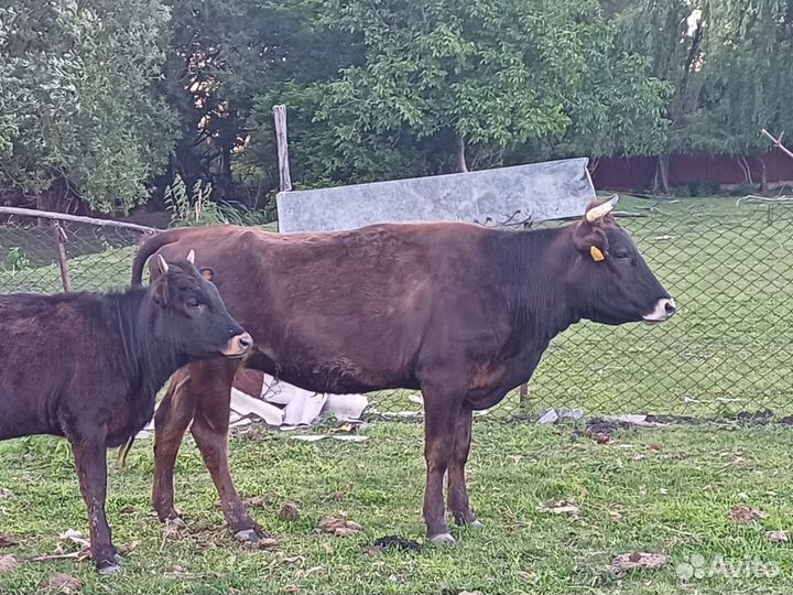 Салам Алейкум продаю дойных коров и на мясо