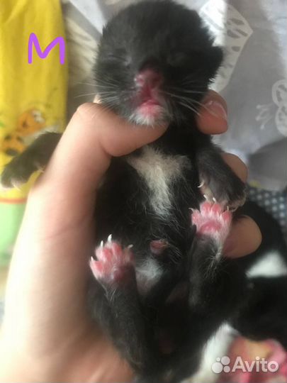 Котята маленькие на бронь