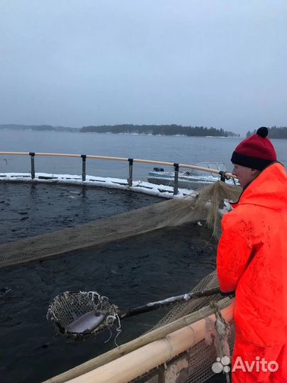 Форель Карельская, от производителя. Опт