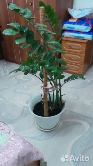 Замиокулькас