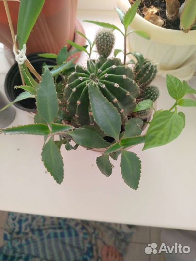 Алоэ,каланхоэ,кактусы, фикусы