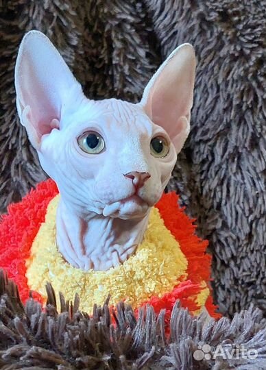 Канадский сфинкс мальчик