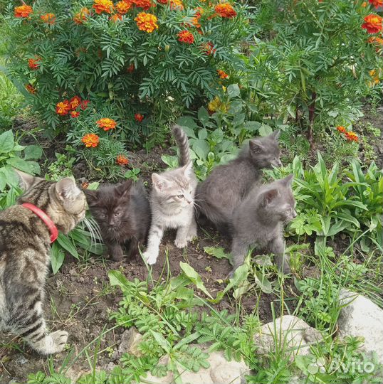 Котята в добрые руки