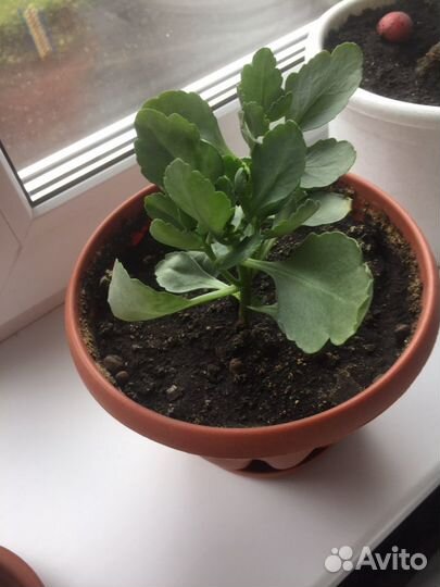 Каланхоэ с белыми цветами