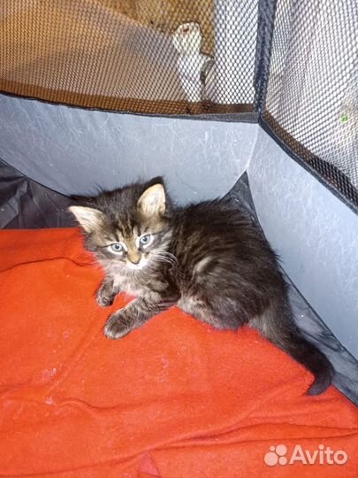 Котята