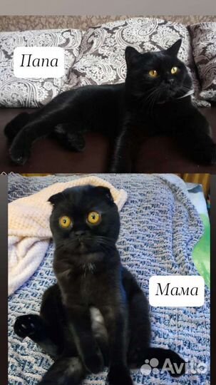 Кошки