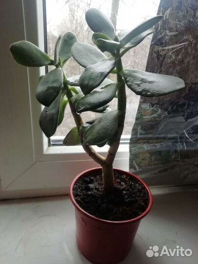 Денежное дерево