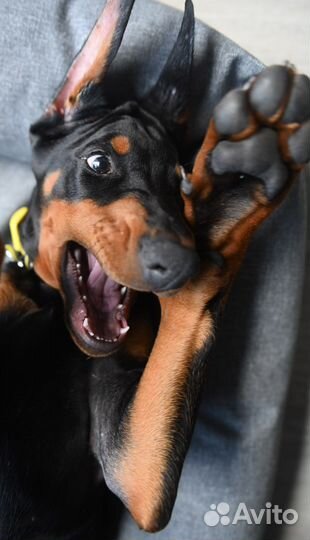Доберман щенок