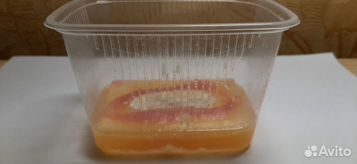 Аулофорус-живой корм для рыб, Тетра