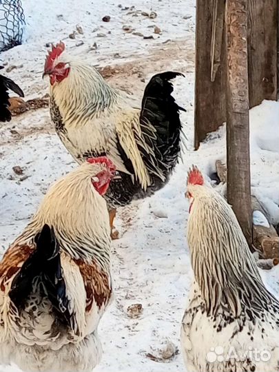 Молодые петушки