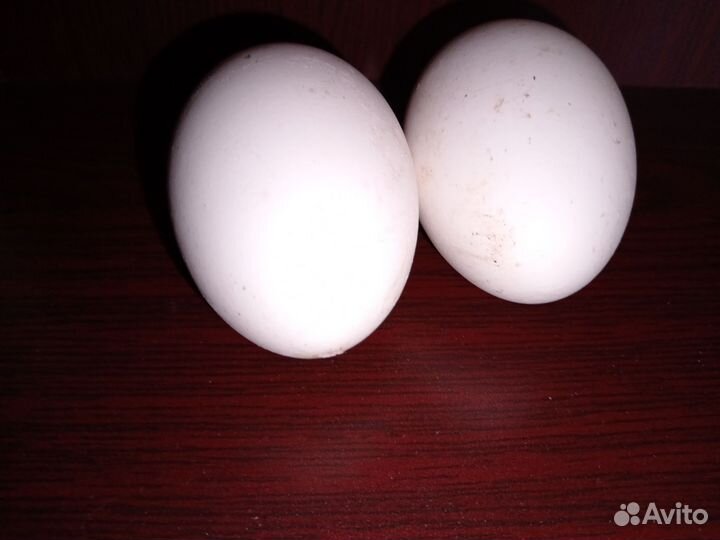 Домашняя птица индоутка