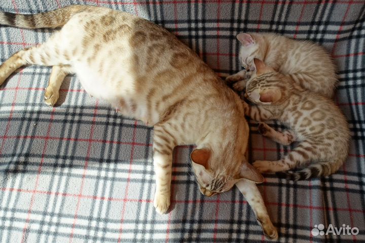 Бенгальские котята