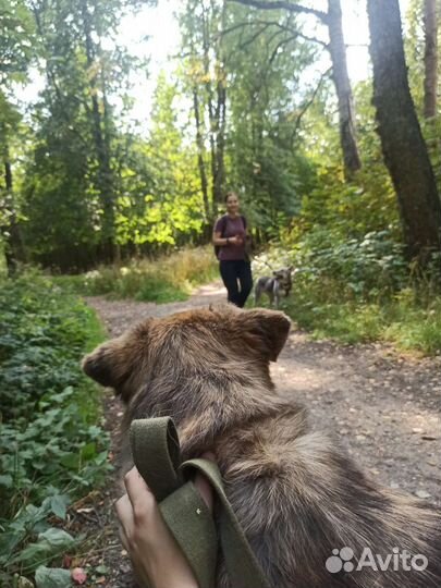 Выгул собак, догситтер, няня для кошек и собак