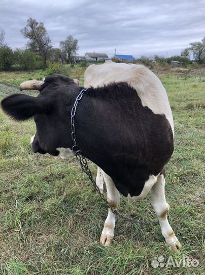 Корова дойная