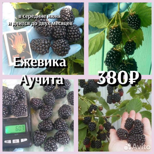 Саженцы ежевики