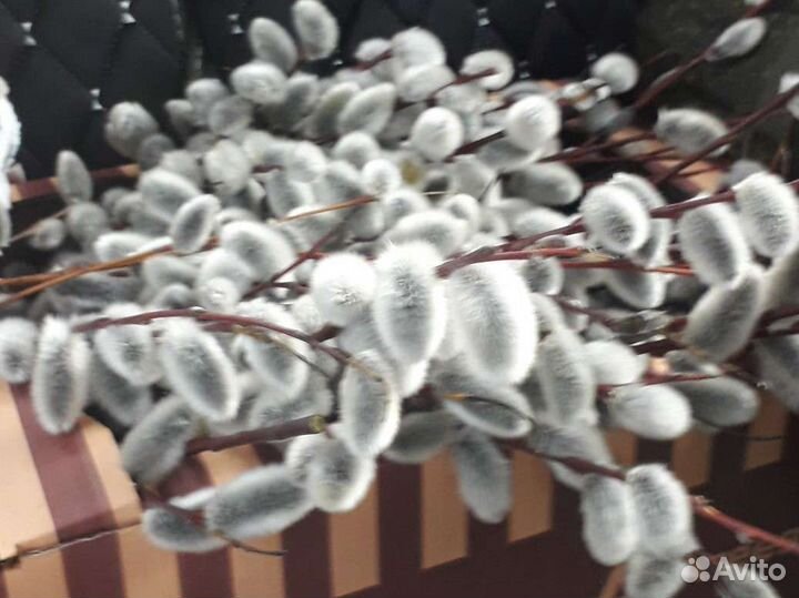 Верба краснотал