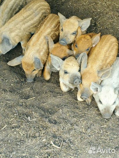 Венгерская мангалица