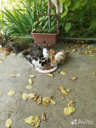 Котята