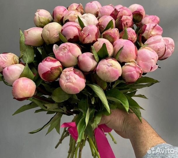 Пионы Букеты Цветы