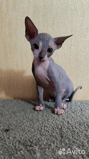 Канадский сфинкс котята