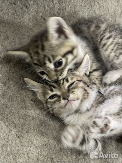 Котята в добрые руки бесплатно