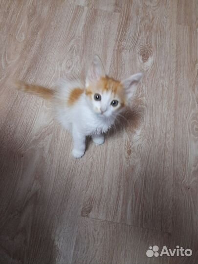 Кошки
