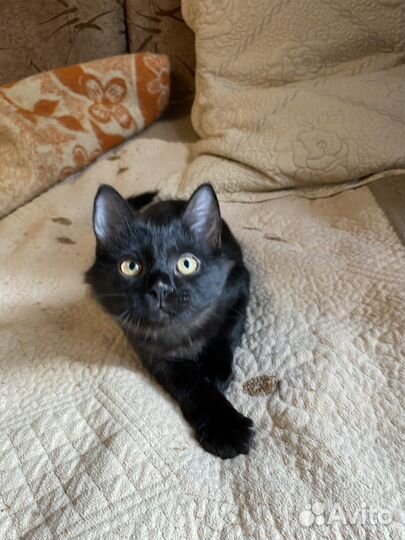Кошка отдаю котят