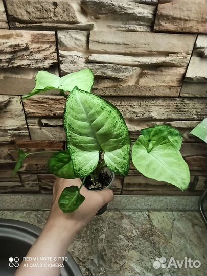 Синги набором