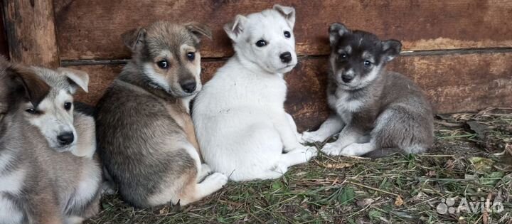 Щенки лайки