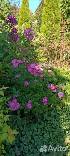 Роза китайская Angel Wings махровая