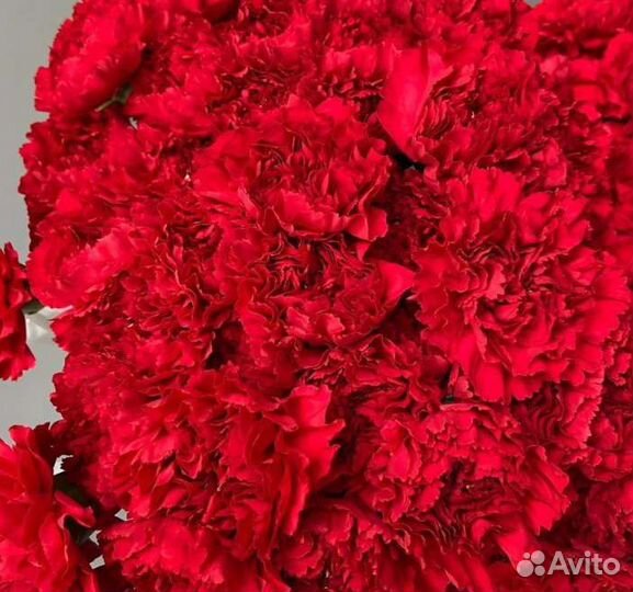 Гвоздика красная опт Голландия