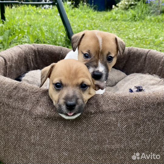 Щенки Джек рассел терьер гладкошерстный