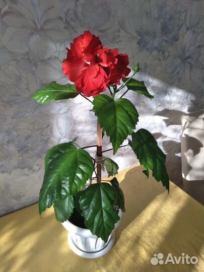 Продам цветы комнатные