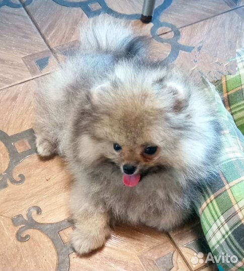 Померанский шпиц медвежьего типа мини