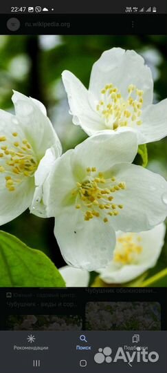 Жасмин чубушник