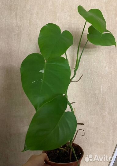 Монстера альба