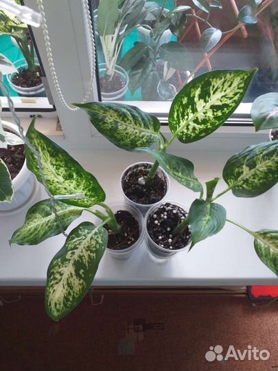 Диффенбахии