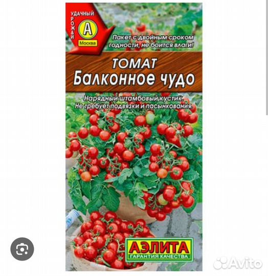 Рассада балконных помидор