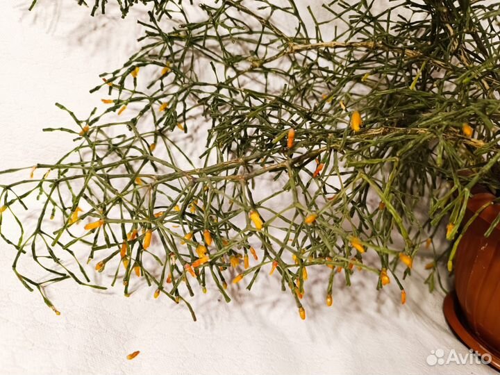 Хатиора - комнатное растение. Цветок Палочник