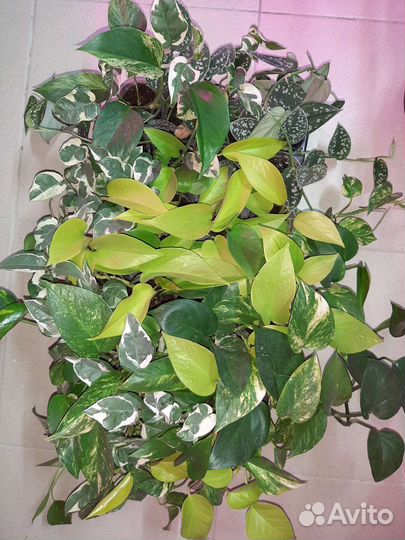 Сциндапсус (эпипремнум) Пиктус, ии