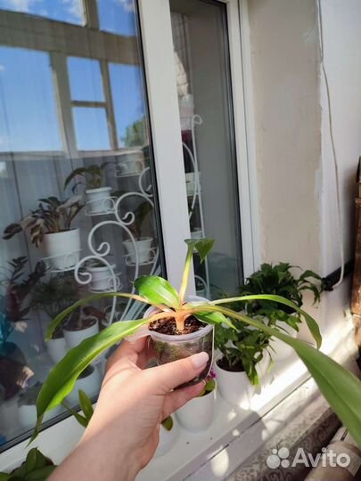 Хлорофитум грин оранж