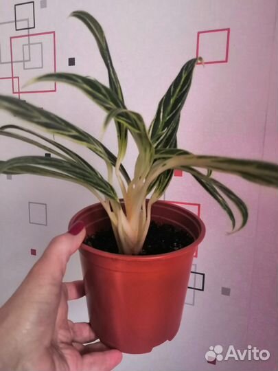 Аглаонема Бай Као