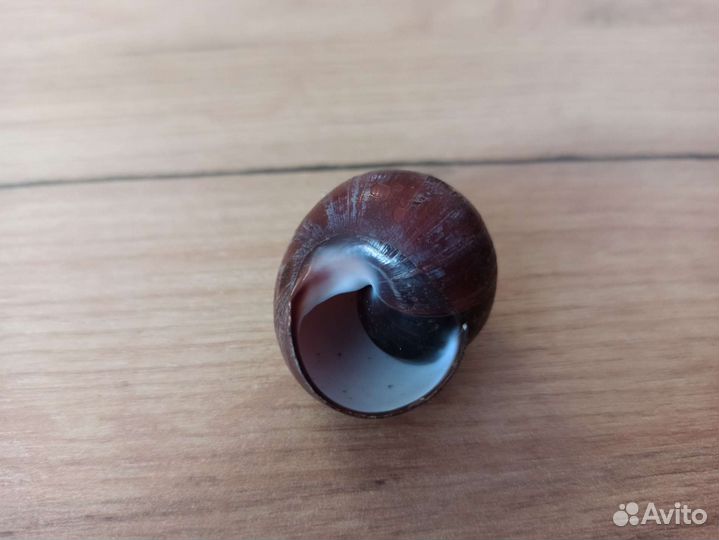 Морская раковина