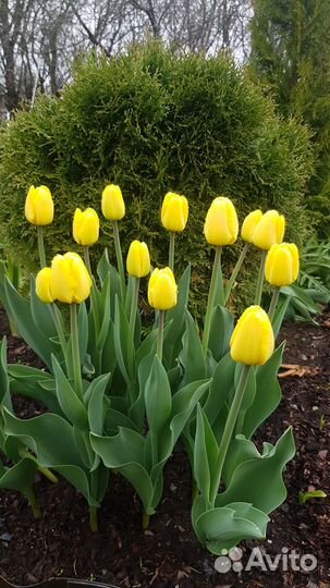 Предзаказ луковиц тюльпанов на осень