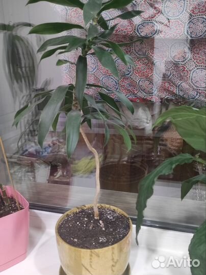 Комнатные цветы