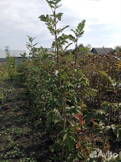 Саженцы рябины Гранатной