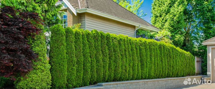 Туя смарагд